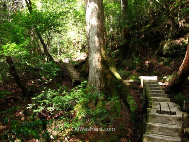 YAKUSHIMA 7. escaleras en Ohokabu Trail, Japon. stairs Japan