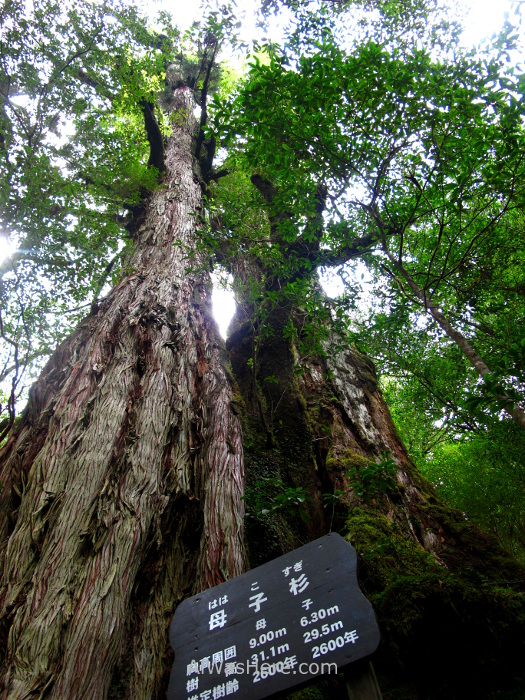 Yakushima 7. Oyakosugi, Yakusugi Land, Kyushu Japon Japan