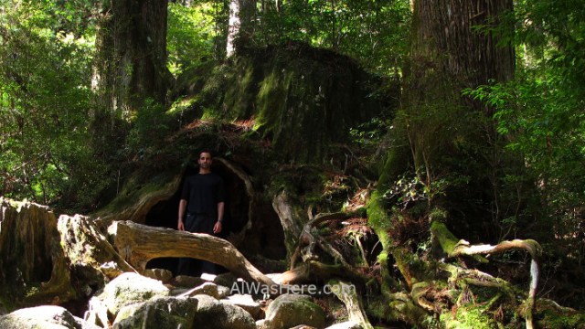 YAKUSHIMA 8. alwashere en Wilson stump Ohokabu Trail, Japon. stairs Japan