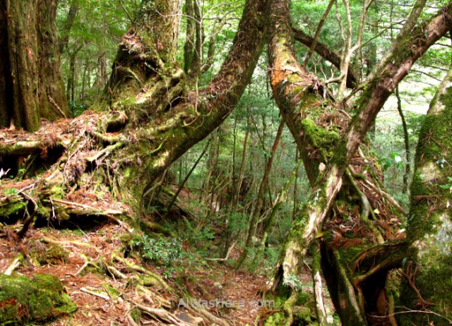 Yakushima 8. Yakusugi Land, Kyushu Japon Japan