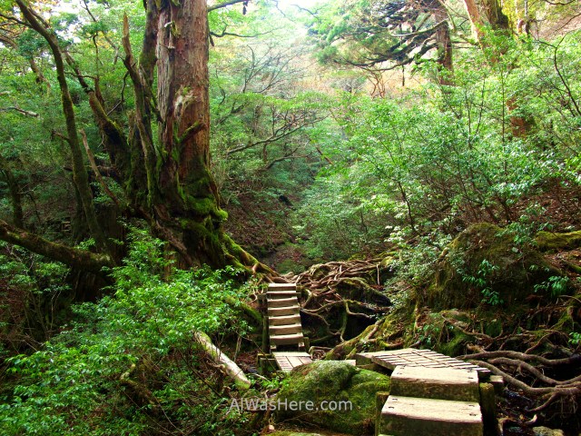 YAKUSHIMA 9. Ohokabu Trail, Japon. stairs Japan