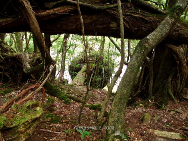 Yakushima 9. Yakusugi Land, Kyushu Japon Japan