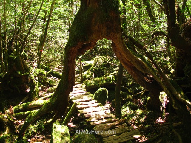 Yakushima Shiratani Unsuikyo 0. Miyanoura, Japon. Japan. Momonoke Hime.