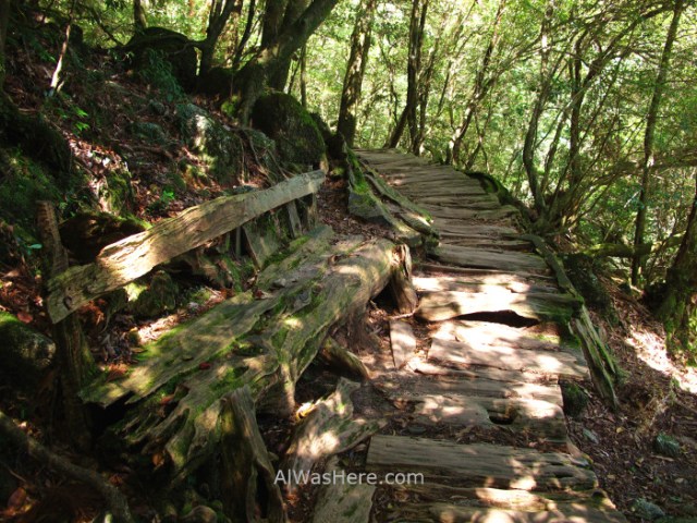 Yakushima Shiratani Unsuikyo 10. Miyanoura, Japon. Japan. Momonoke Hime.
