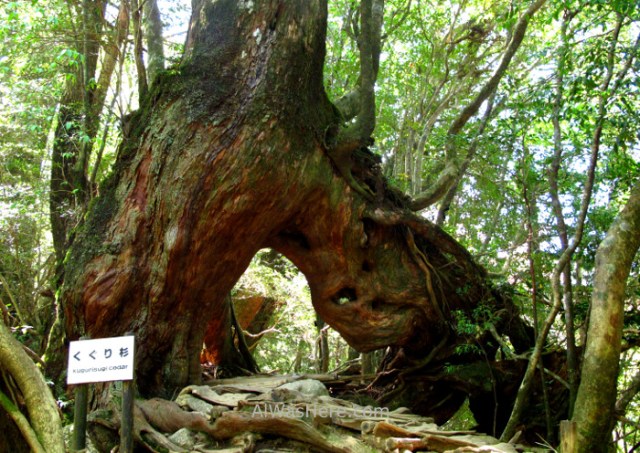 Yakushima Shiratani Unsuikyo 13. Kugurisugi, Miyanoura, Japon. Japan. Momonoke Hime.