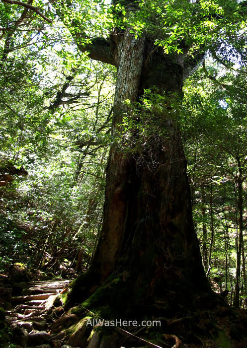 Yakushima Shiratani Unsuikyo 14. Nanahonsugi, Miyanoura, Japon. Japan. Momonoke Hime.