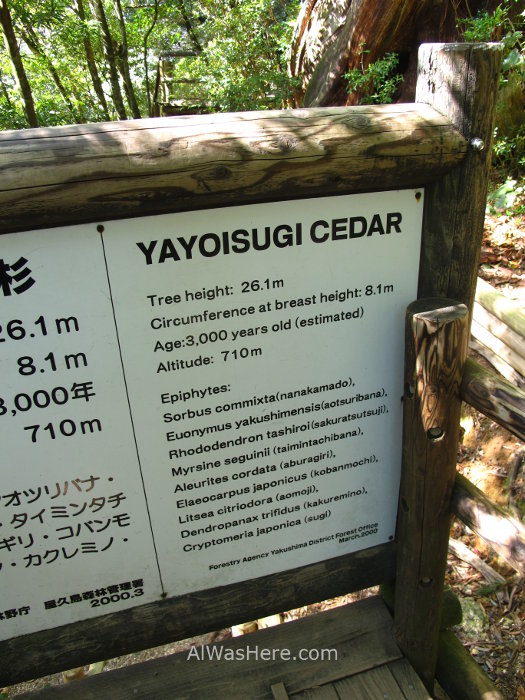 Yakushima Shiratani Unsuikyo 2. Yayoisugi, Miyanoura, Japon. Japan. Momonoke Hime.