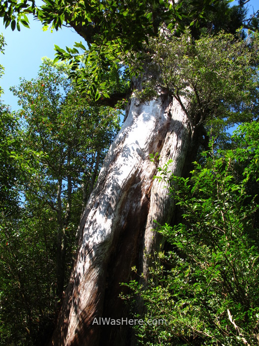 Yakushima Shiratani Unsuikyo 3. Yayoisugi, Miyanoura, Japon. Japan. Momonoke Hime.