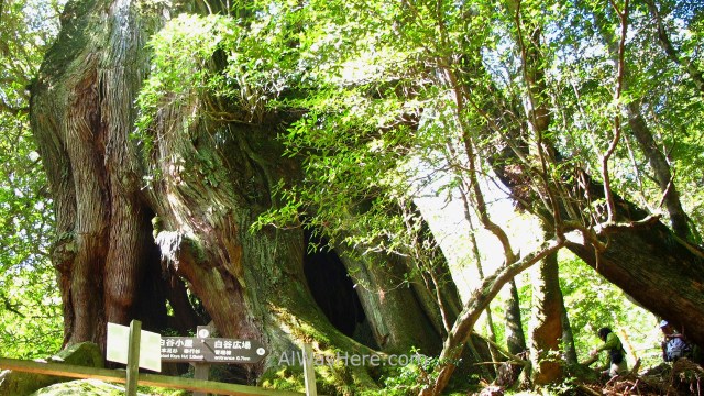 Yakushima Shiratani Unsuikyo 4. Nidaiohsugi, Miyanoura, Japon. Japan. Momonoke Hime. (2)