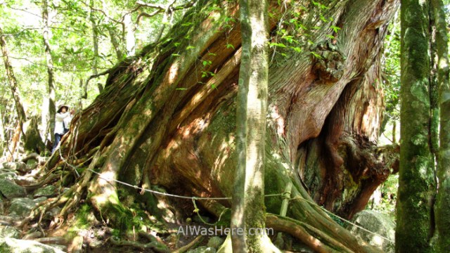 Yakushima Shiratani Unsuikyo 4. Nidaiohsugi, Miyanoura, Japon. Japan. Momonoke Hime.