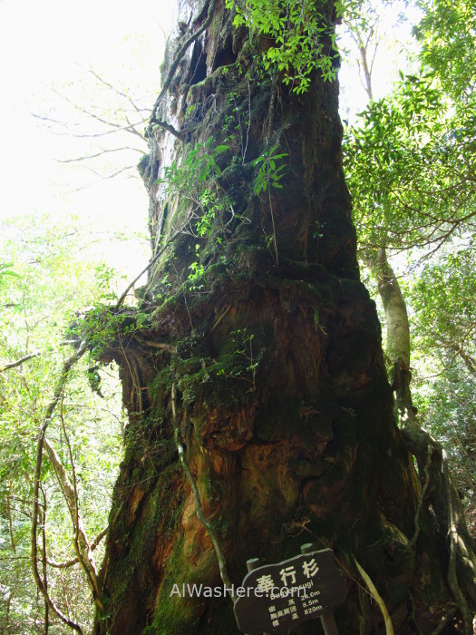 Yakushima Shiratani Unsuikyo 9. Bugyosugi, Miyanoura, Japon. Japan. Momonoke Hime.