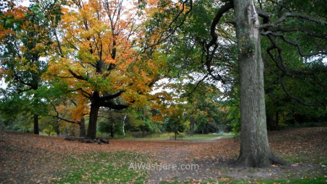 Nueva York running 20. Prospect Park, New York City