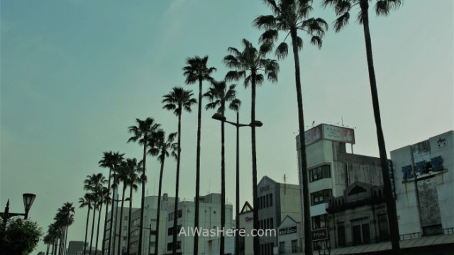 Miyazaki 2. Palmeras Kyushu Japon. Palmtrees Japan