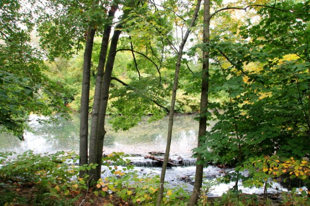 Nueva York Zoo del Bronx 1. Rio river. New Bear