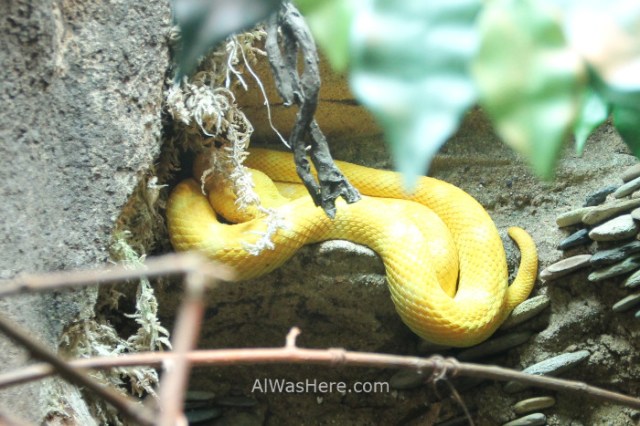 Nueva York Zoo del Bronx 4. Serpiente Snake. New