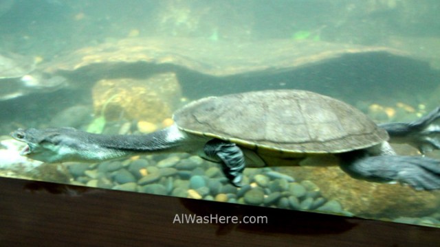 Nueva York Zoo del Bronx 4. Serpiente Snake tortuga turtle. New