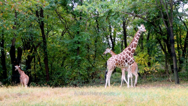 Nueva York Zoo del Bronx 5. Jirafas Giraffes. New
