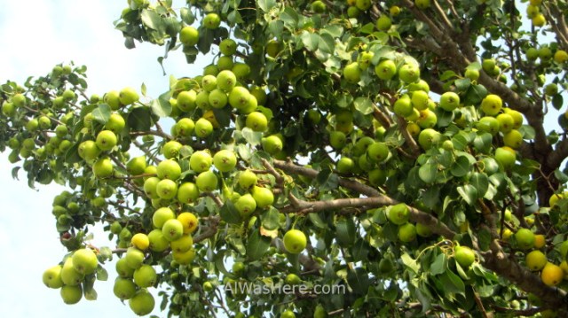 EFESO 12. Peras pears Turquia. Ephesus Turkey.