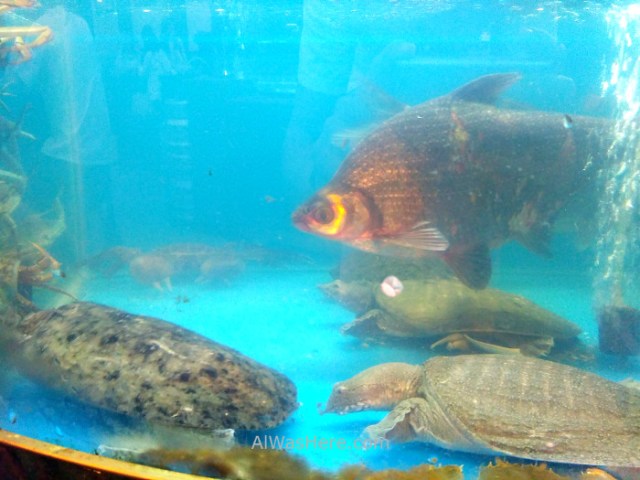 CHINA 1 tortuga pez pecera restaurante, turtle fish