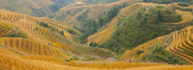Terrazas arroz Longji Dazhai, Guilin China. Rice terraces