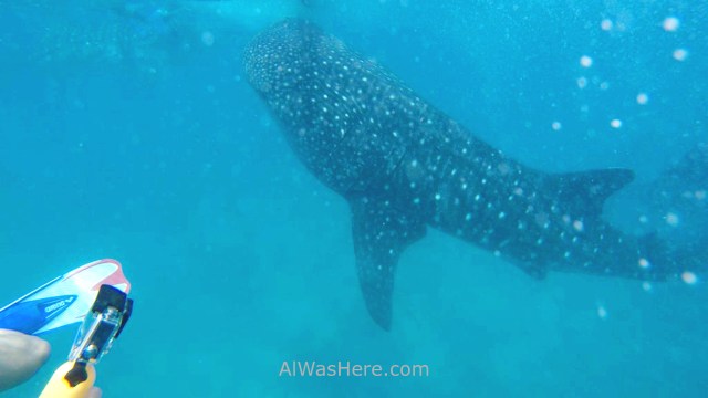 DONSOL TIBURONES BALLENA 0. Whale Sharks, Filipinas, Philippines