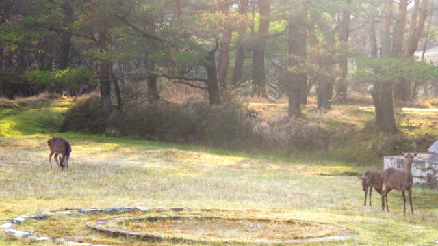 Kirishima Parque Nacional 3. National Park Japon Japan Kyushu Ebino Kogen ciervos deers camping campsite