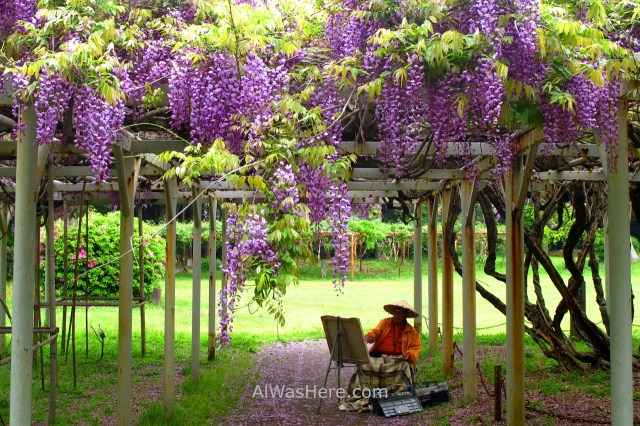 AOSHIMA 4. Jardin glicinias wisteria garden Isla Island templo temple shrine santuario Japan Japon Kyushu Miyazaki (2)