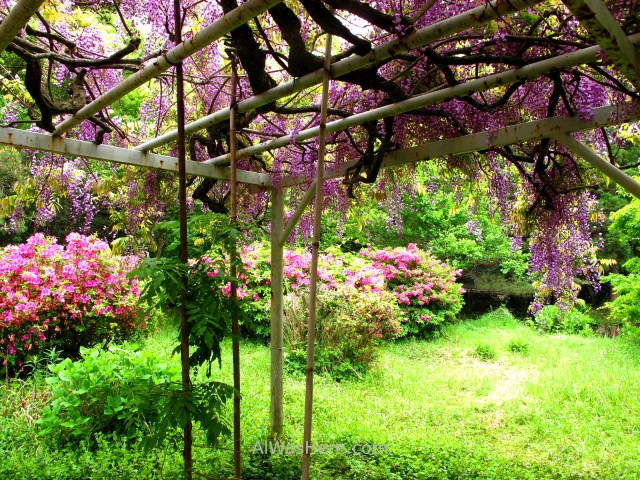 AOSHIMA 4. Jardin glicinias wisteria garden Isla Island templo temple shrine santuario Japan Japon Kyushu Miyazaki