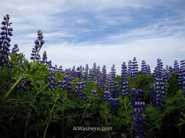 ISLANDIA 0 altramuz lupino russel lupin Iceland