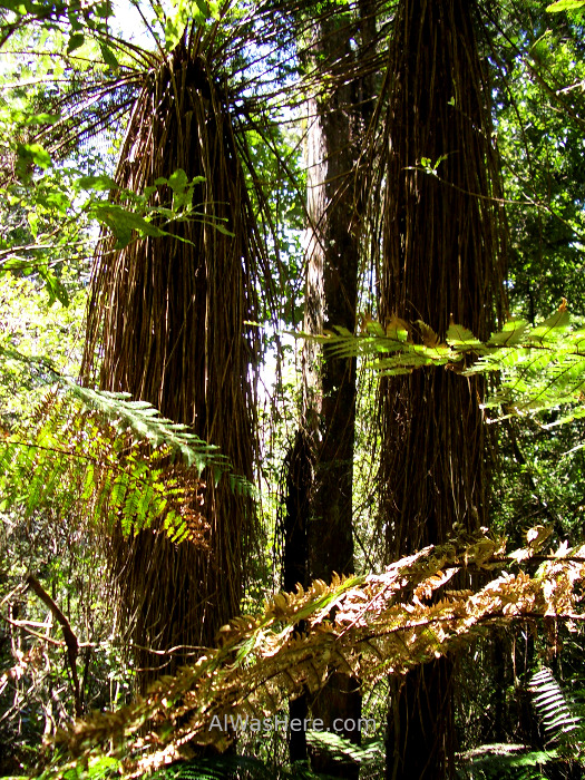 TONGARIRO NATIONAL PARK 11 Alpine Crossing Bosque humedo rainforest Parque Nacional Nueva Zelanda. New Zealand