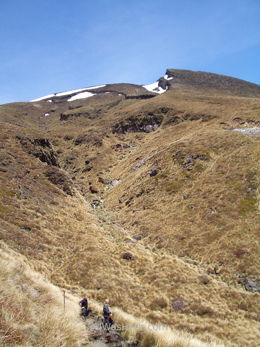TONGARIRO NATIONAL PARK 9 Alpine Crossing vegetacion vegetation Parque Nacional Nueva Zelanda.New Zealand