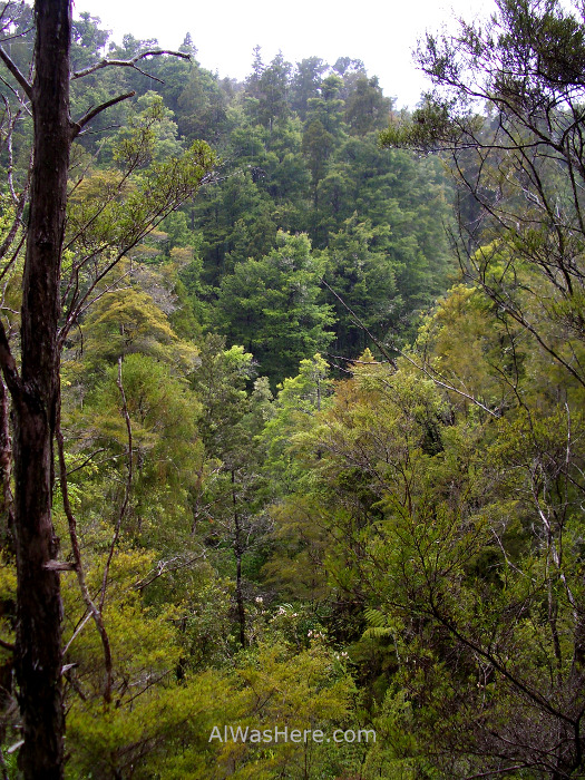 ABEL TASMAN NATIONAL PARK 2 Torrent Bay High Tide Track parque nacional, Nueva Zelanda New Zealand (3)