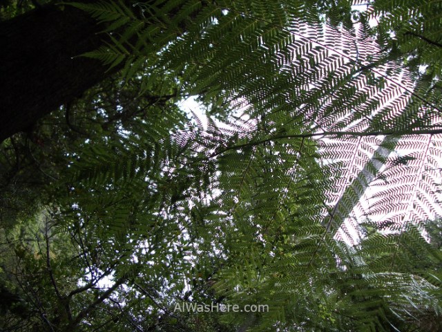 ABEL TASMAN NATIONAL PARK 2 Torrent Bay High Tide Track parque nacional, Nueva Zelanda New Zealand (4)