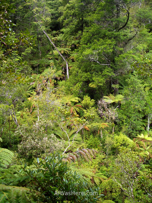 ABEL TASMAN NATIONAL PARK 2 Torrent Bay High Tide Track parque nacional, Nueva Zelanda New Zealand (5)