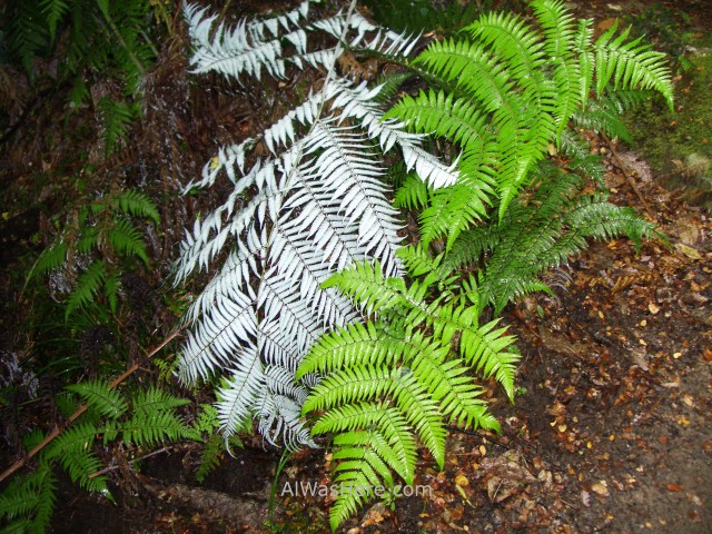 ABEL TASMAN NATIONAL PARK Helechos blancos white ferns Nueva Zelanda New Zealand