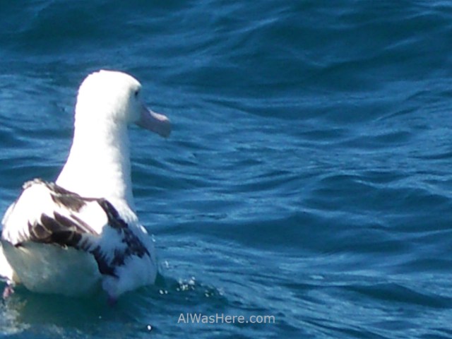 Albatross Antartida Antarctica
