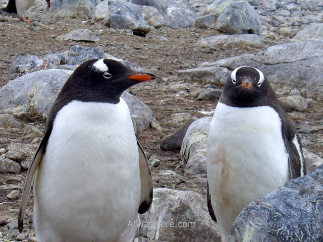 Antartida Cuverville Island Antarctica Pingüino Gentoo, Gentu o Juanito penguin (2)