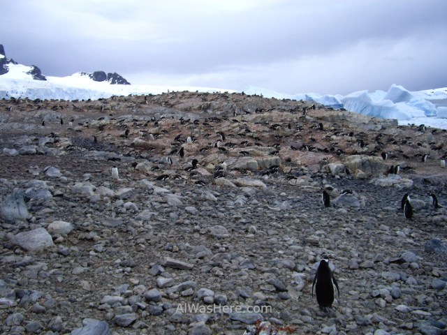 Antartida Cuverville Island Antarctica Pingüino Gentoo, Gentu o Juanito penguin (3)