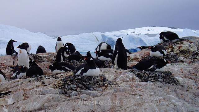 Antartida Cuverville Island Antarctica Pingüino Gentoo, Gentu o Juanito penguin (4)