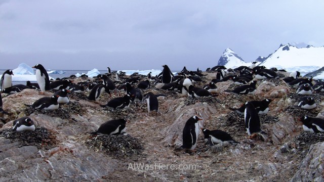 Antartida Cuverville Island Antarctica Pingüino Gentoo, Gentu o Juanito penguin (5)