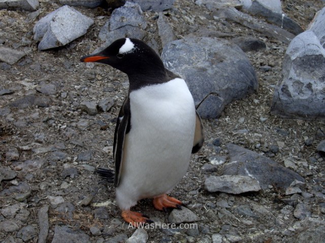 Antartida Cuverville Island Antarctica Pingüino Gentoo, Gentu o Juanito penguin (6)
