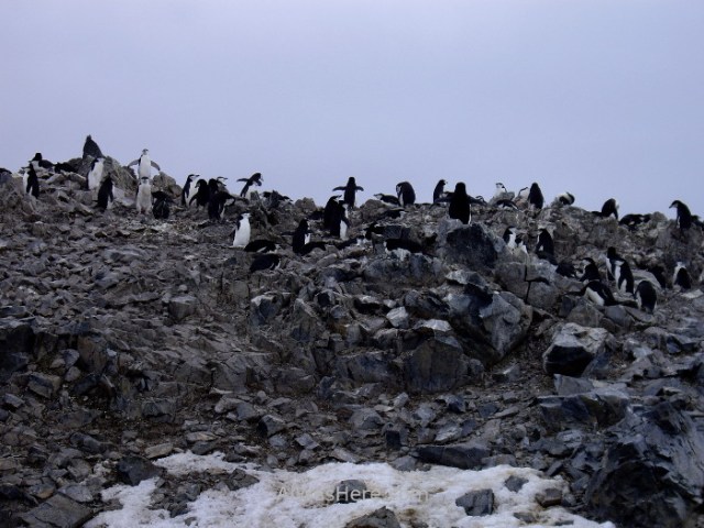Antártida 2 Half Moon Island Antarctica Media Luna Pingüino Barbijo Colonia Chinstrap Penguin colony