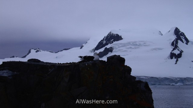 Antártida 3 Half Moon Island Antarctica Media Luna Gaviota Seagull
