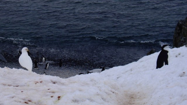 Antártida 3 Half Moon Island Antarctica Media Luna Paloma Antartica snowy sheatbill