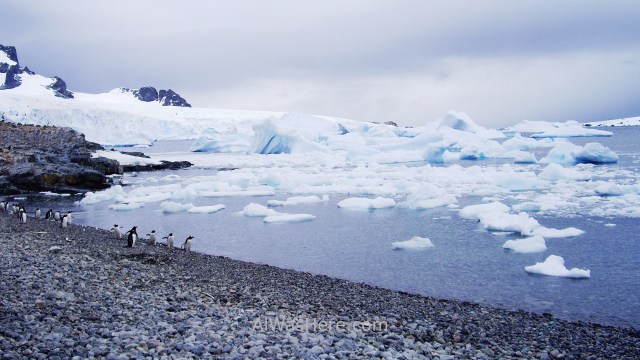 Antártida Cuverville Island Antarctica (3)