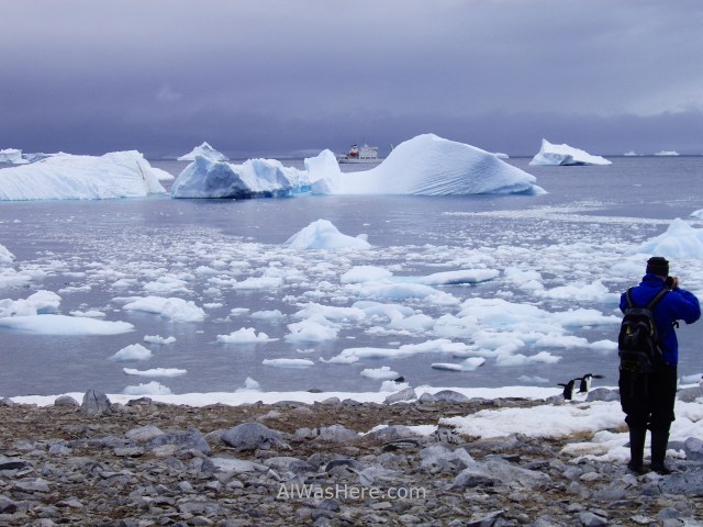 Antártida Cuverville Island Antarctica (4)