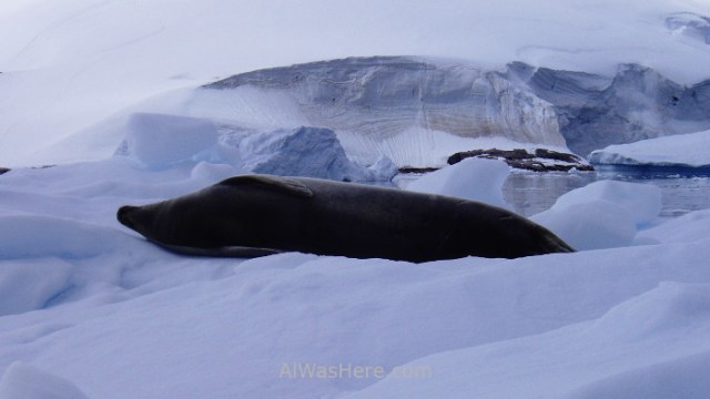 Antartida Puerto Neko foca cangrejera Antarctica Neko Harbour crabeater Seal