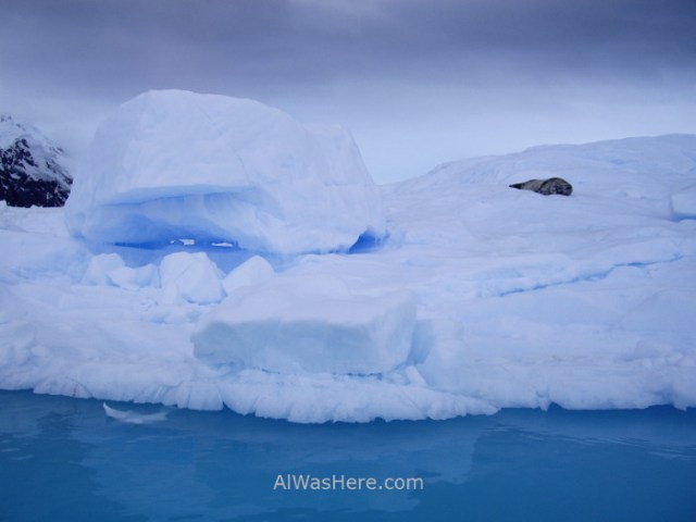 Antartida Puerto Neko foca de Weddell Antarctica Neko Harbour Weddell Seal (2)