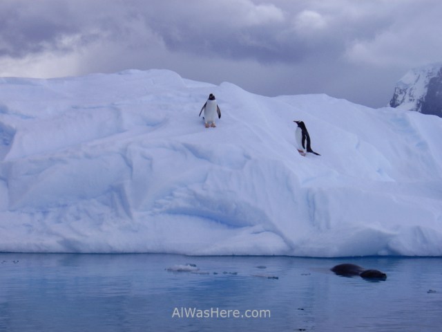 Antartida Puerto Neko foca Leopardo y pinguinos Gentu, Antarctica Neko Harbour Leopard Seal and Gentoo penguins