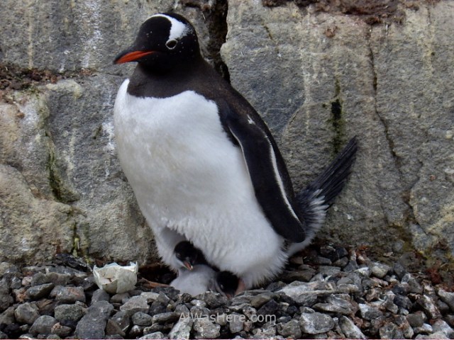 Antartida Port Lockroy Antarctica pingüinos gentoo penguins (2)